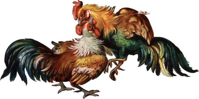 Đá Gà Hàng Xáo – Hình Thức Cá Cược Độc Đáo